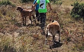 Oban Farm Stay Van Reenen